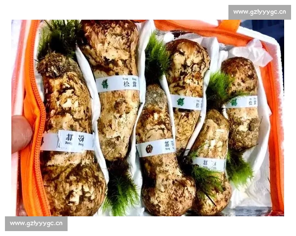 松茸的独特风味与营养价值探索:从食用到药用的全方位解析